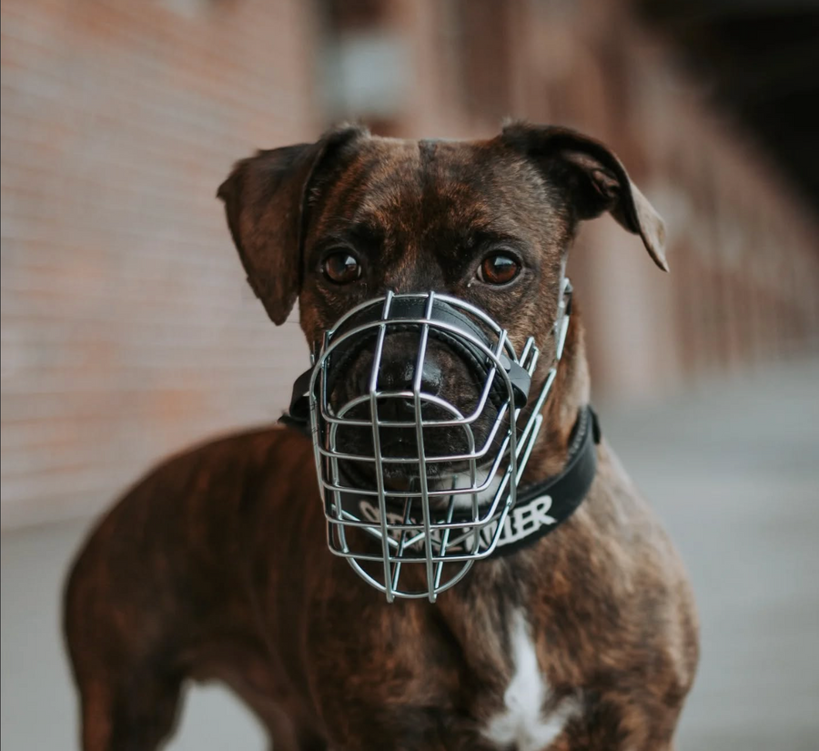 Auch kleine Hunde können Maulkorb tragen 🔗 Foto by @momentrausch_fotografie