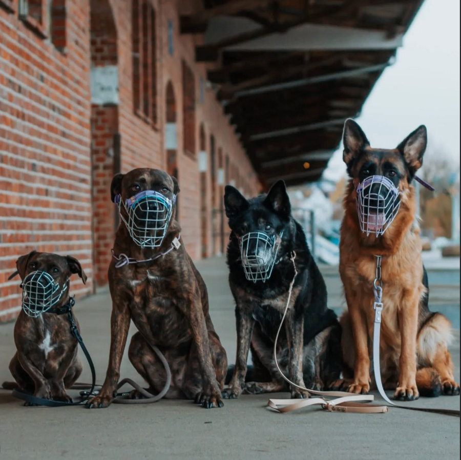 🐾 Maulkörbe sind für alle Hunde da – und das ist gut so! 🐾Foto by @momentrausch_fotografieMaulkörbe sind nicht nur für aggressive Hunde gedacht. Sie sind ein vielseitiges und wichtiges Werkzeug, das jedem Hund und Halter Sicherheit und Freiheit bieten kann. 💡🔒 Schutz in schwierigen SituationenEgal, ob dein Hund gerne alles frisst, was auf dem Boden liegt, oder ob ihr an belebten Orten unterwegs seid – ein Maulkorb kann helfen, Risiken zu minimieren. Besonders in unsicheren Umgebungen gibt er dir die Gewissheit, dass dein Hund geschützt ist.🌟 Prävention statt EskalationManchmal passieren Dinge einfach: ein überraschender Schreck, ein Fremdhund, der zu nah kommt, oder ein Tierarztbesuch, der stressig ist. Ein Maulkorb hilft in solchen Momenten, dich und deinen Hund zu entlasten – präventiv und ohne Stigmatisierung.🐕 Für jeden Hund geeignetOb groß oder klein, jung oder alt – jeder Hund kann lernen, einen Maulkorb zu tragen. Wichtig ist, dass er richtig sitzt und dein Hund ihn positiv verknüpft. Mit Training und Geduld wird der Maulkorb ein ganz normales Accessoire, wie ein Halsband oder ein Geschirr.💡 Warum ein Maulkorb normal sein sollteMaulkörbe sind keine Strafe! Sie schützen deinen Hund, andere Hunde und auch Menschen. Wir alle wissen: Auch der bravste Hund kann mal überfordert sein. Mit einem Maulkorb bist du vorbereitet, ohne deinem Hund Vertrauen oder Freiheit zu nehmen.Maulkörbe sind für alle da – für Sicherheit, Schutz und ein entspannteres Miteinander. 🐾 Zeig uns euren Maulkorb-Moment und lass uns gemeinsam die Normalität von Maulkörben feiern! 💬💖