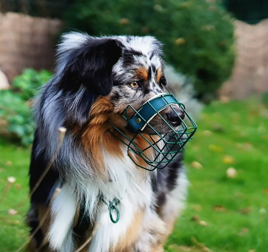 Noch kein Weihnachtsgeschenk für den Hund? 🐕Bunte Maulkörbe sind ein richtiger Hingucker und bieten Style und Sicherheit.Jetzt noch bestellen und rechtzeitig zu Weihnachten den neuen Maulkorb erhalten!Loki mit Dobermann Hündin und einer wunderschönen waldgrünen Pulverbeschichtung mit passenden Riemen und Polster in Beige.